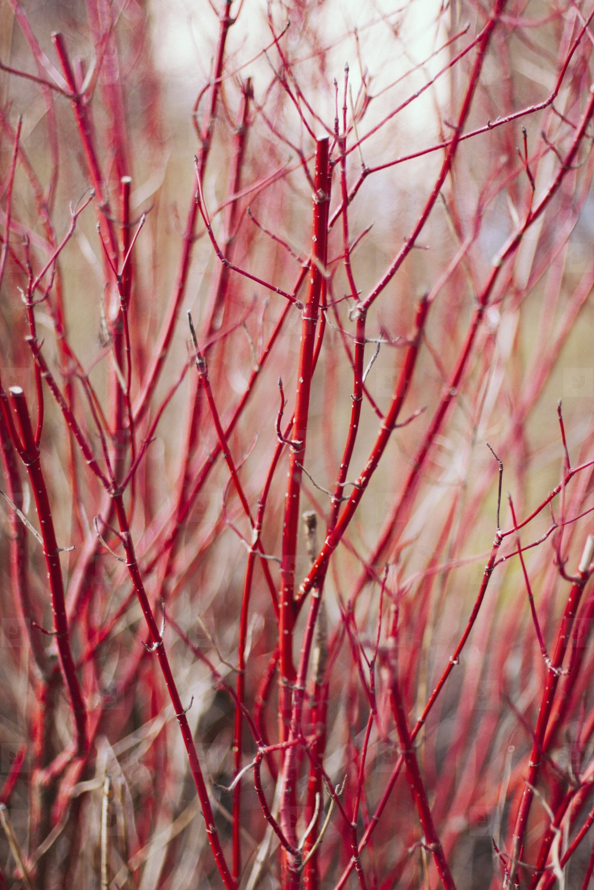 Кустарник с красными стеблями (63 фото)