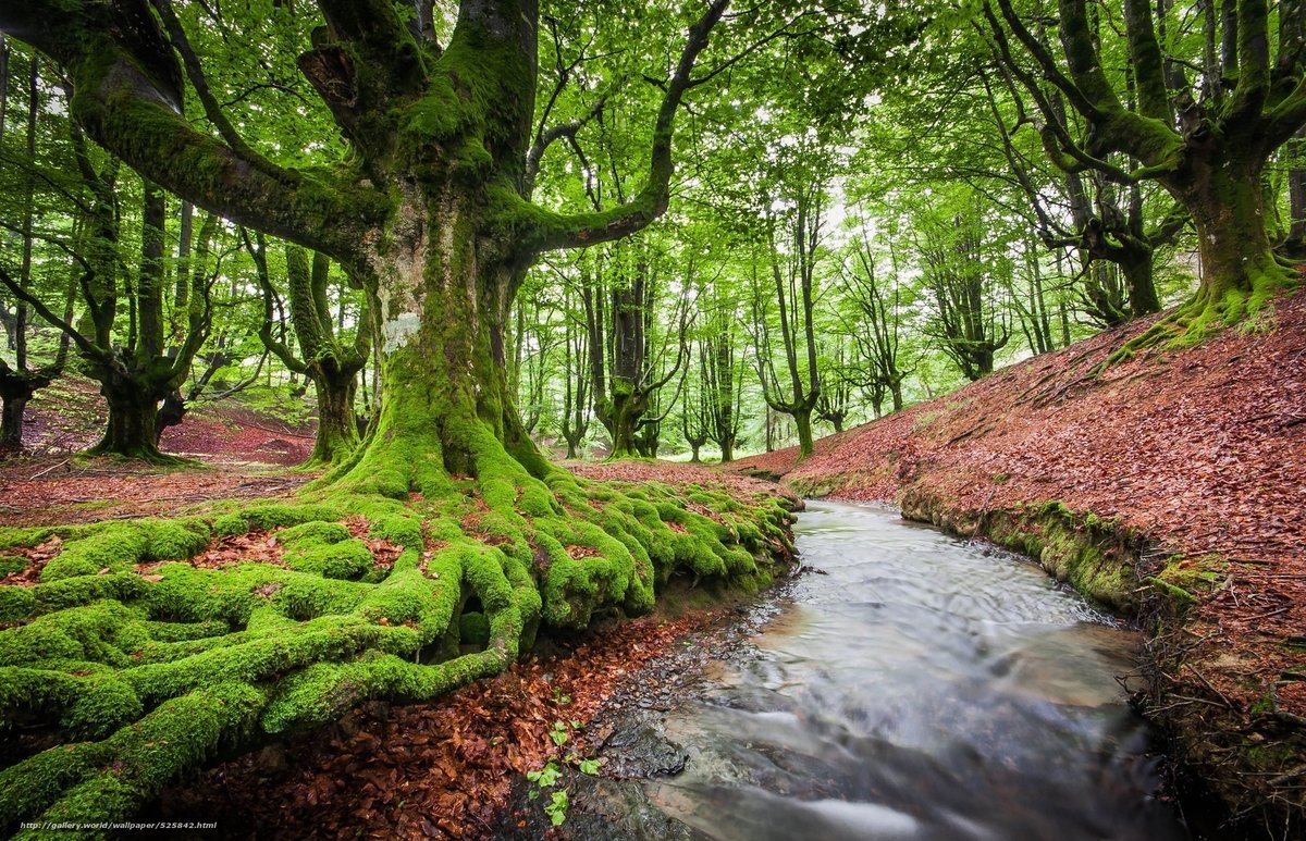 Самый красивый лес в мире (63 фото)