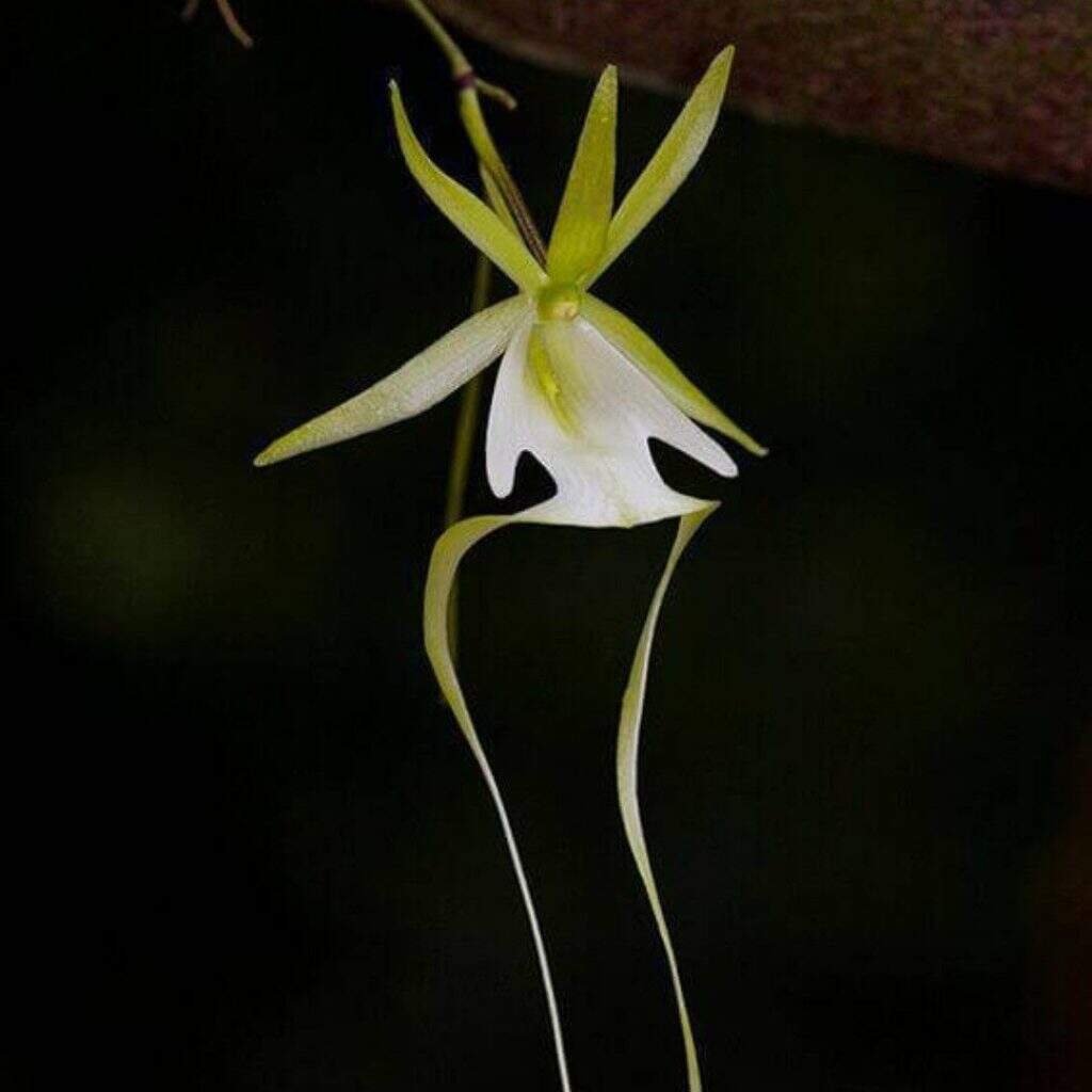 Призрачная Орхидея (69 фото)