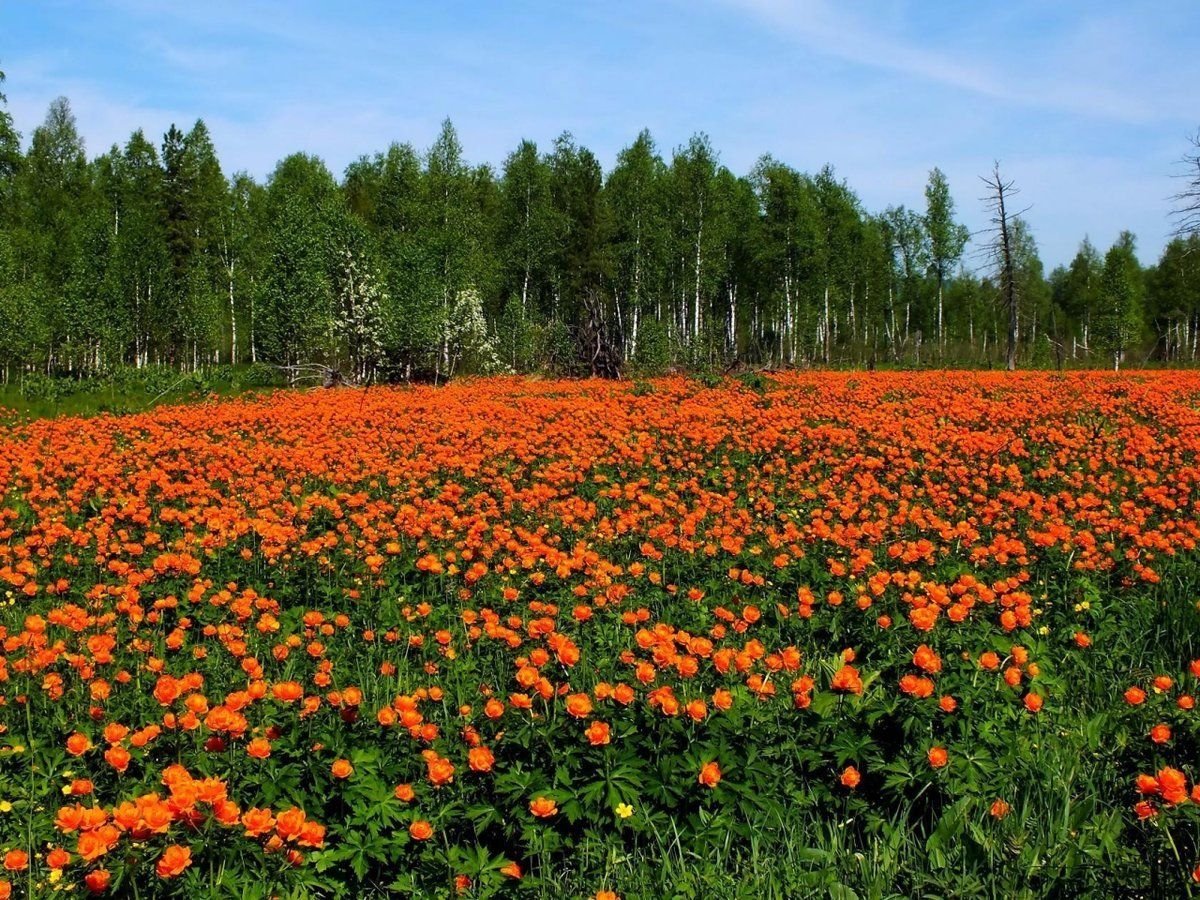 Сибирские цветы (75 фото)