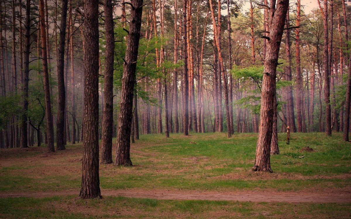 Алексеевский лес (68 фото)