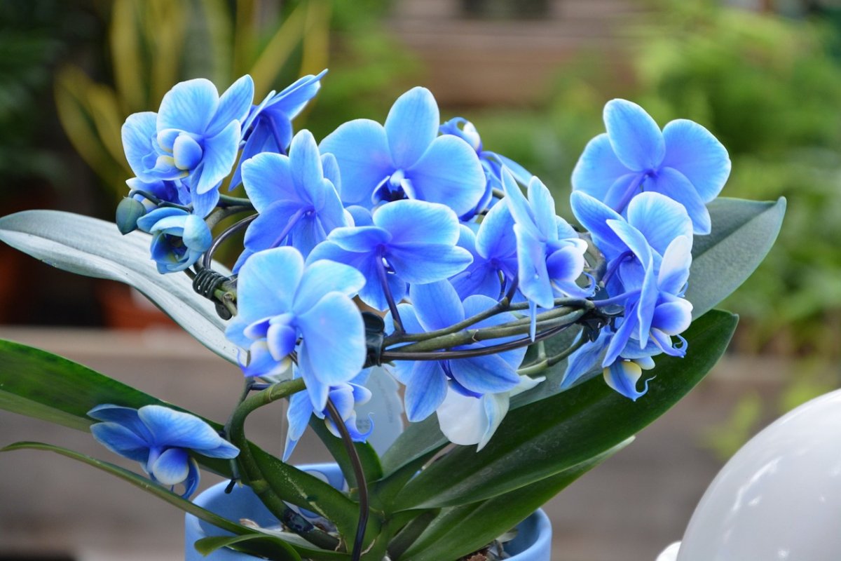 Коллекция голубой орхидеи (70 фото)