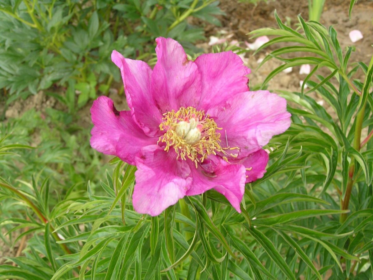 Пион уклоняющийся Марьин корень. Пион уклоняющийся (Paeonia anomala). Пион Степной Марьин корень. Пион травянистый Сибирский - Марьин корень.