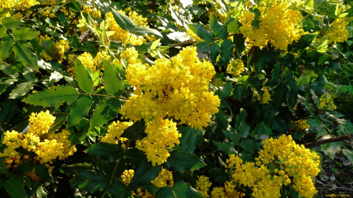 Кустик с желтыми цветочками (56 фото)