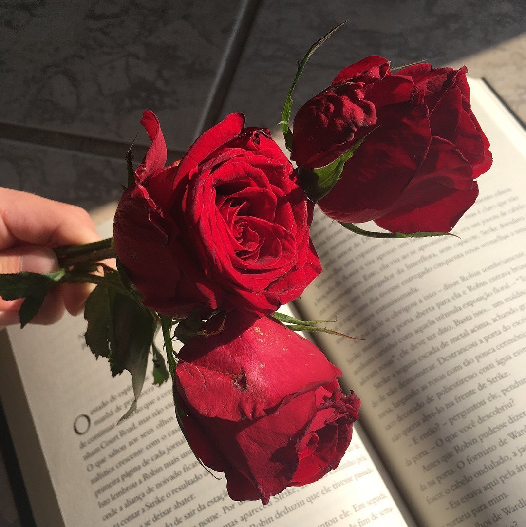 Рыжие розы (78 фото)