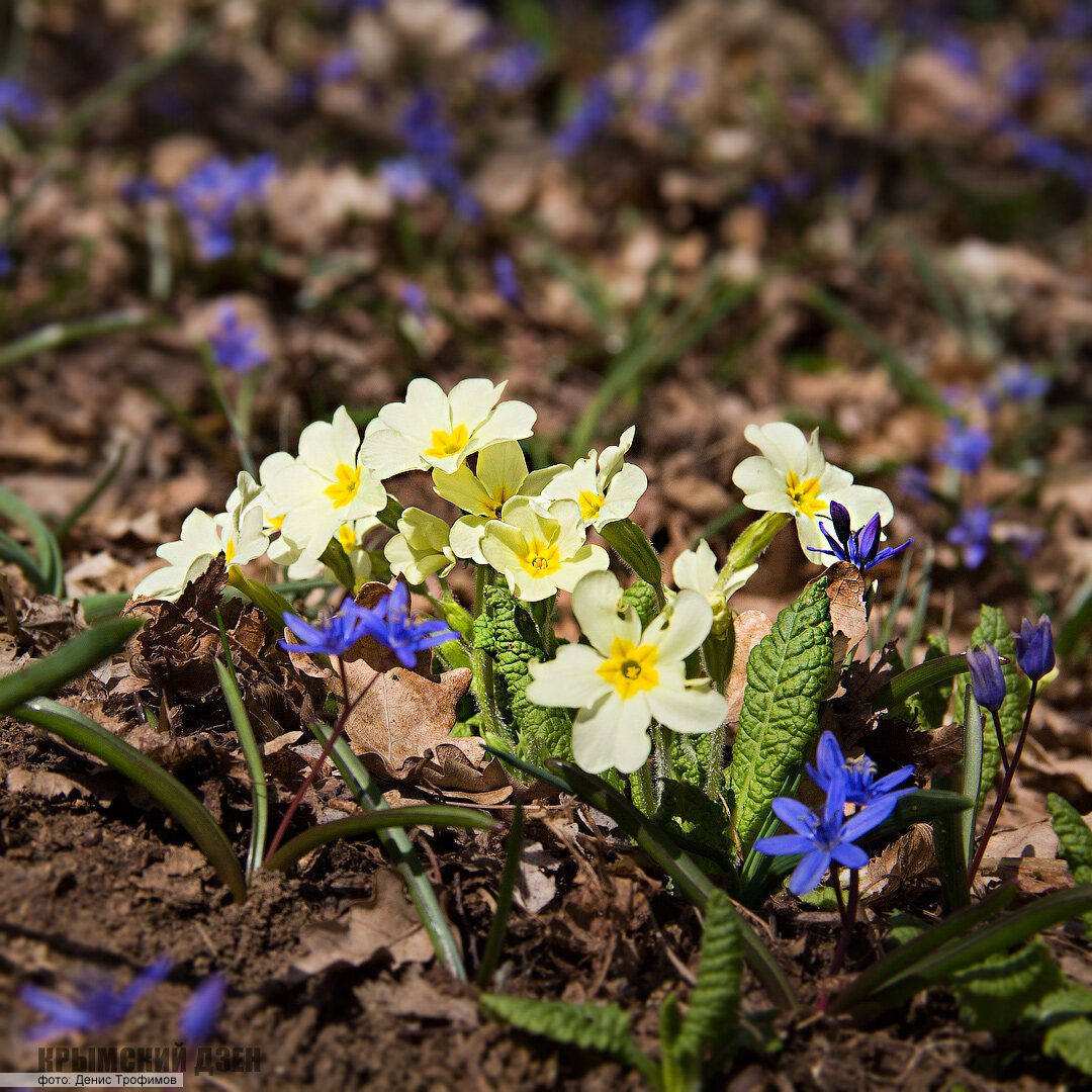 Лесные цветы крыма (77 фото)