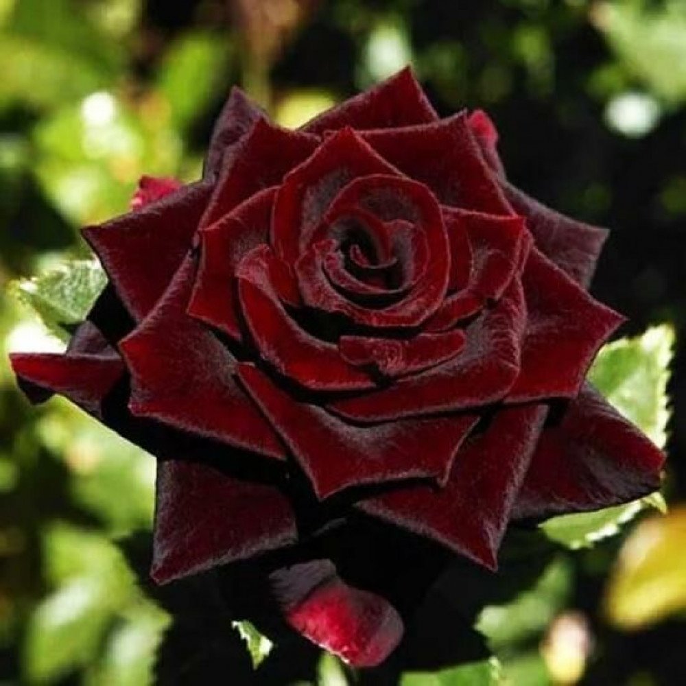 Роза плетистая черный принц (73 фото)