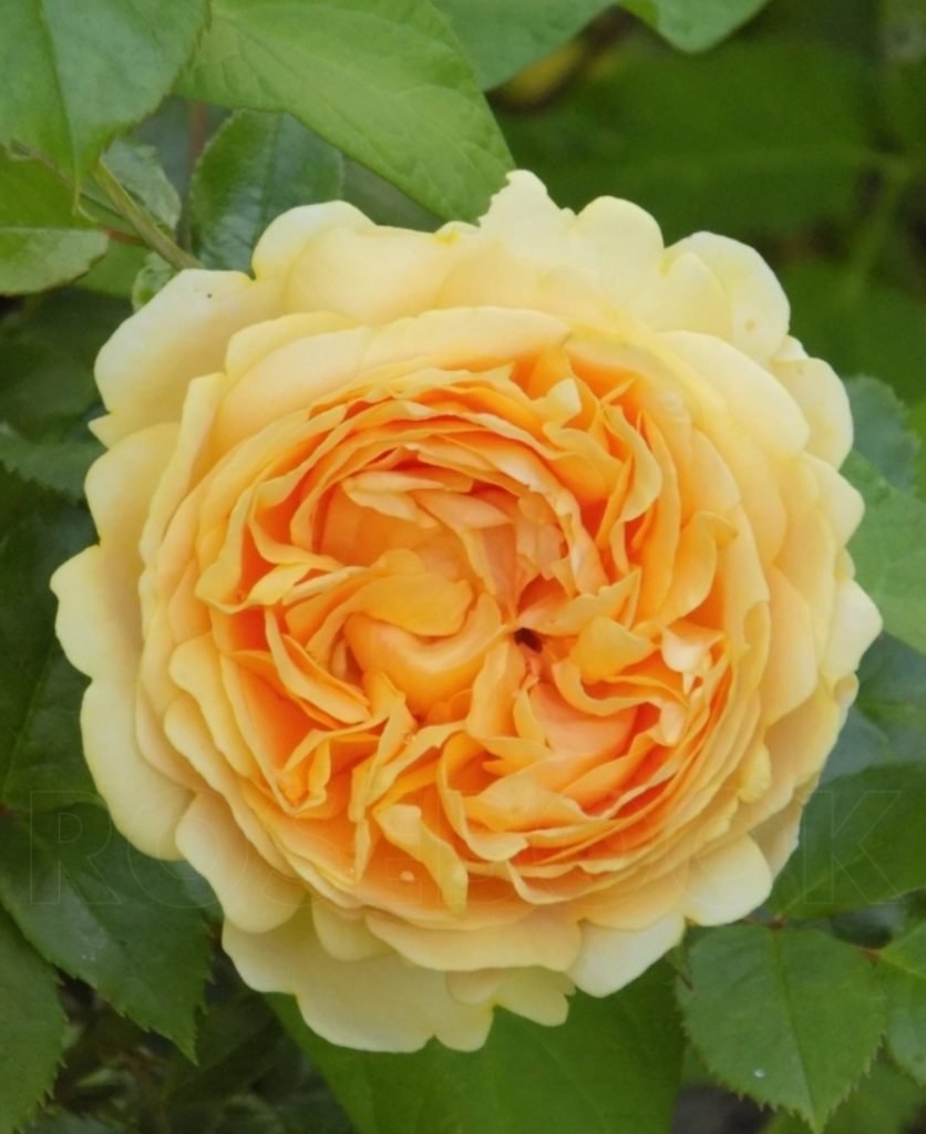 Чиппендейл голд роза (79 фото)