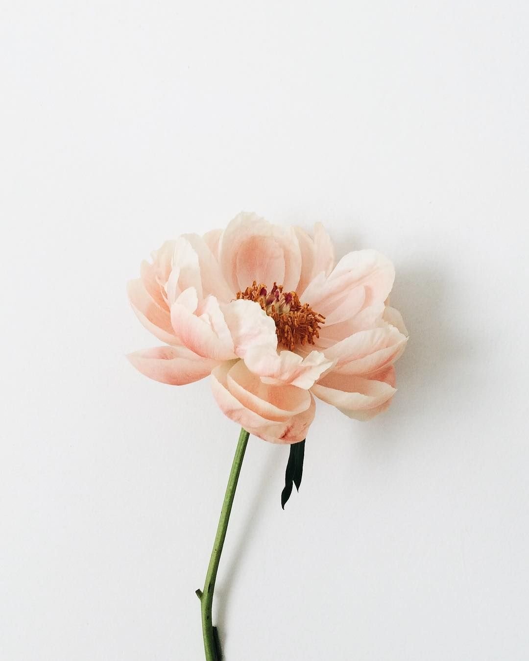 Одиночный цветок (70 фото)