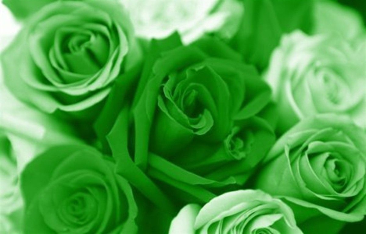 Цветы зеленого цвета (82 фото)