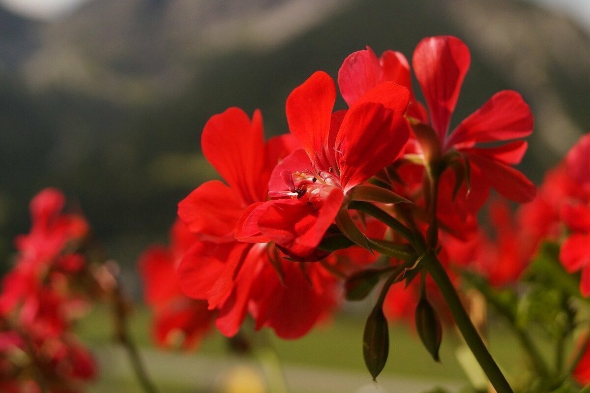 Таира сибирская роза (74 фото)