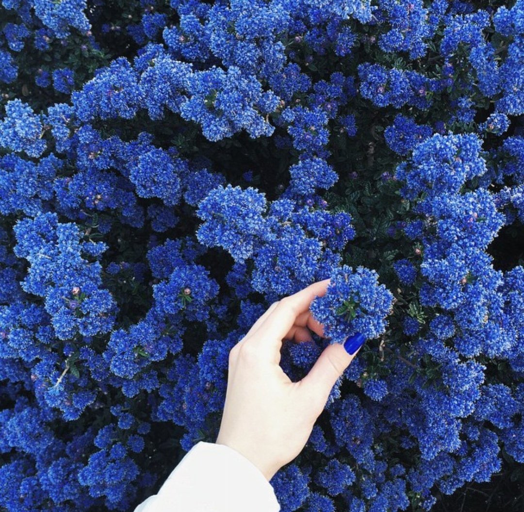 Маленькие синие цветы (82 фото)