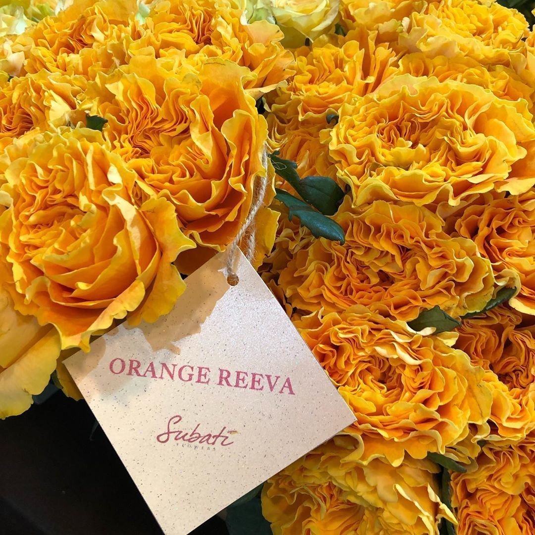 Роза оранж рива (74 фото)