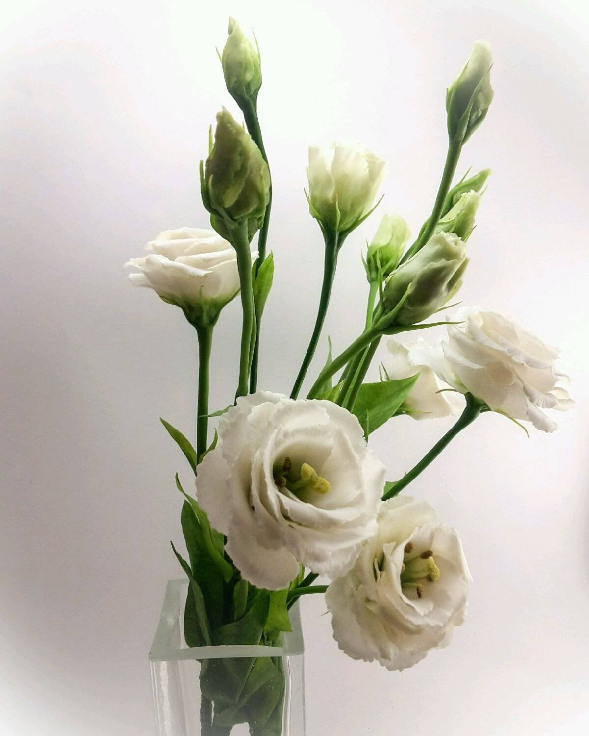 Цветок лизиантус (76 фото)