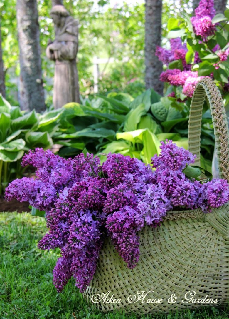 Сиреневые садовые цветы (75 фото)