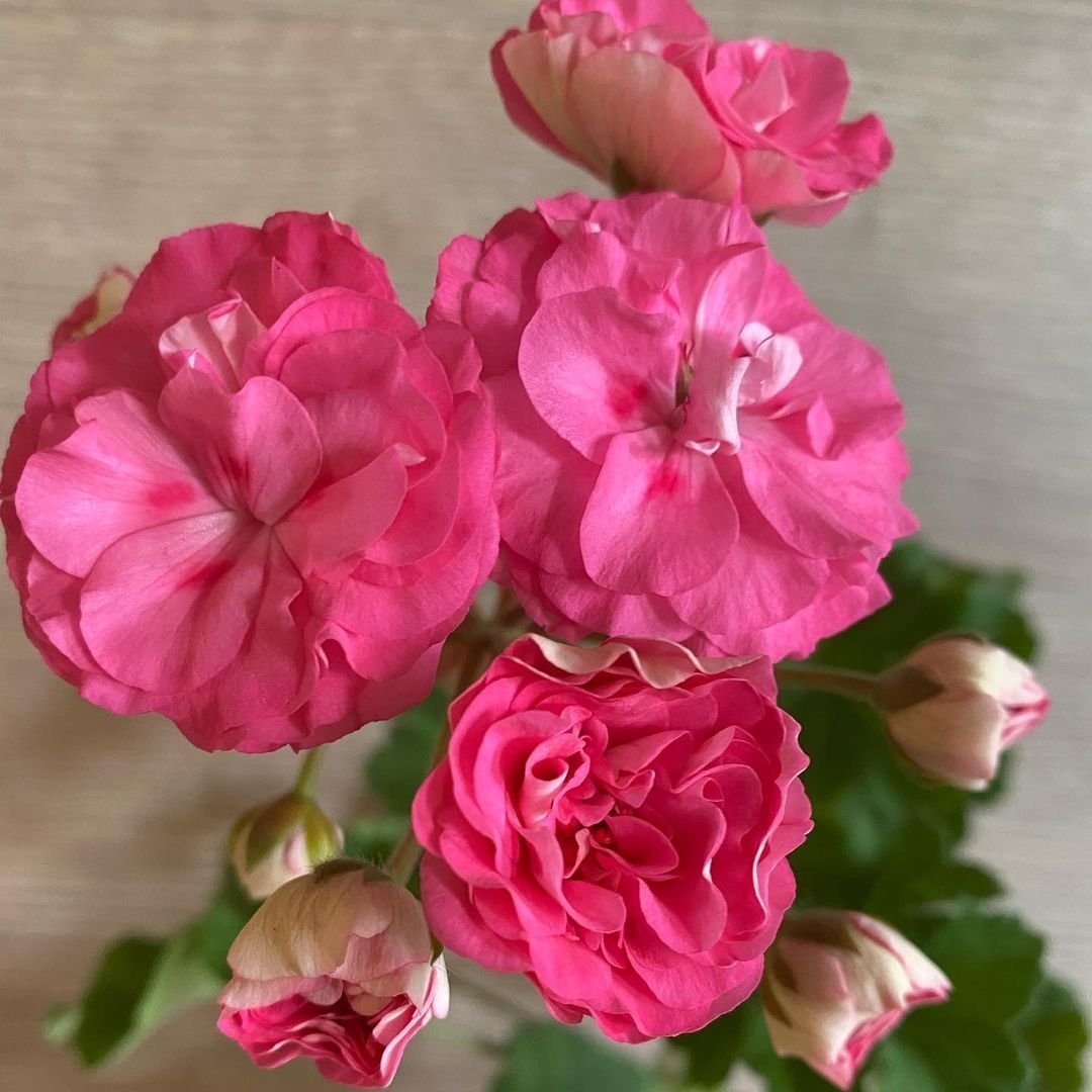 Пеларгония майская роза (78 фото)
