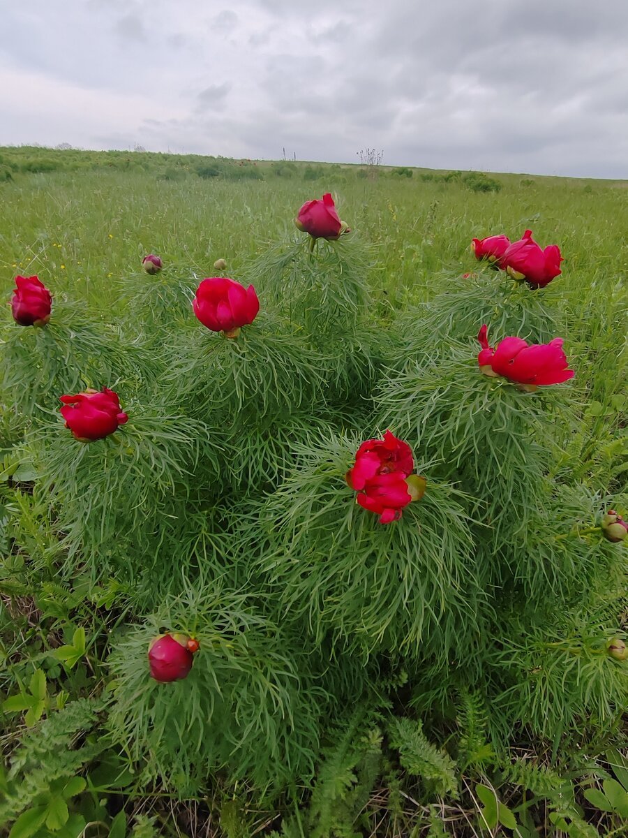 Пион воронец фото