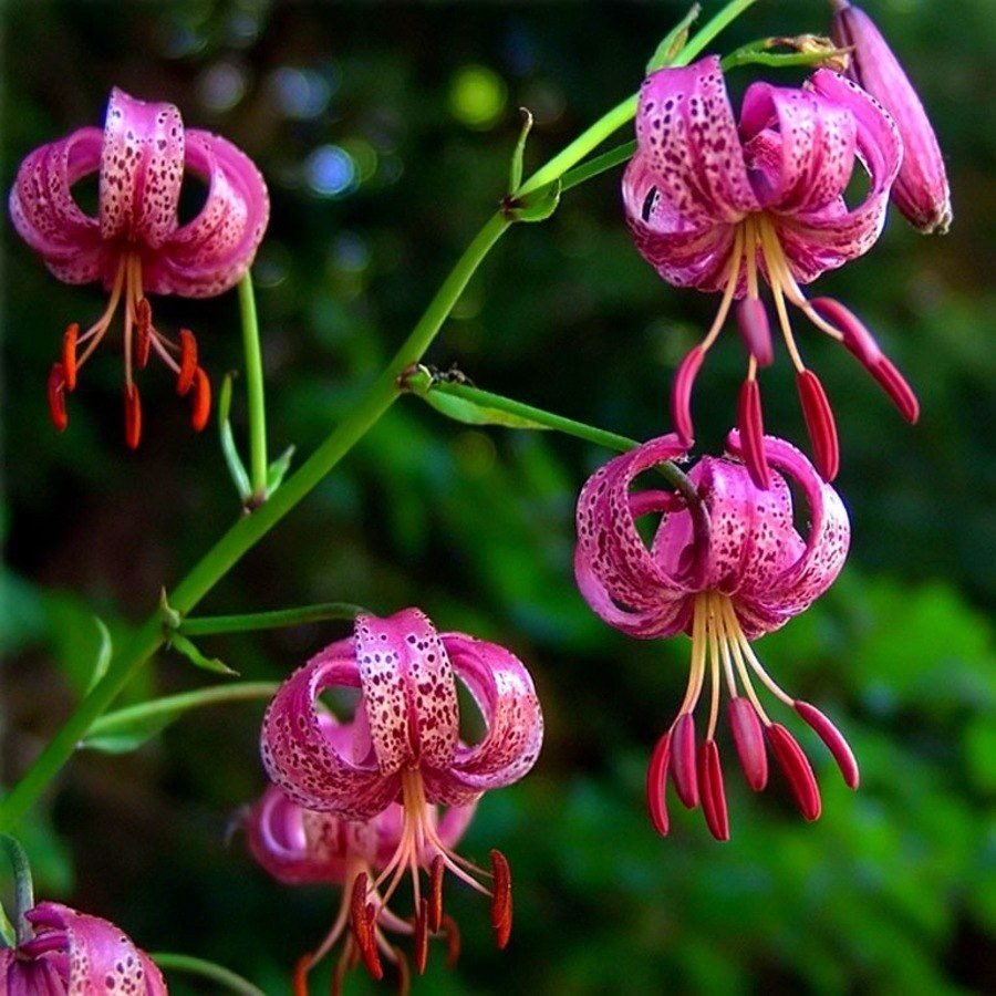 Цветок саранка (80 фото)