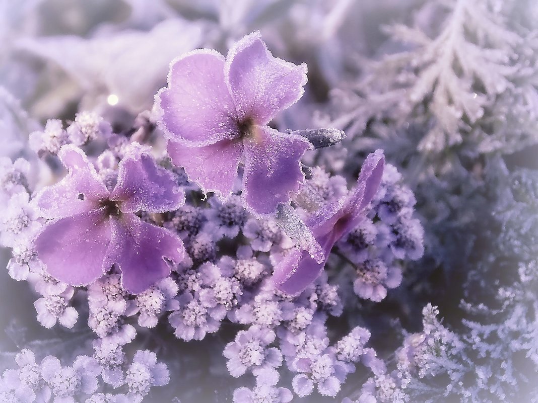 Красивые зимние цветы (85 фото)