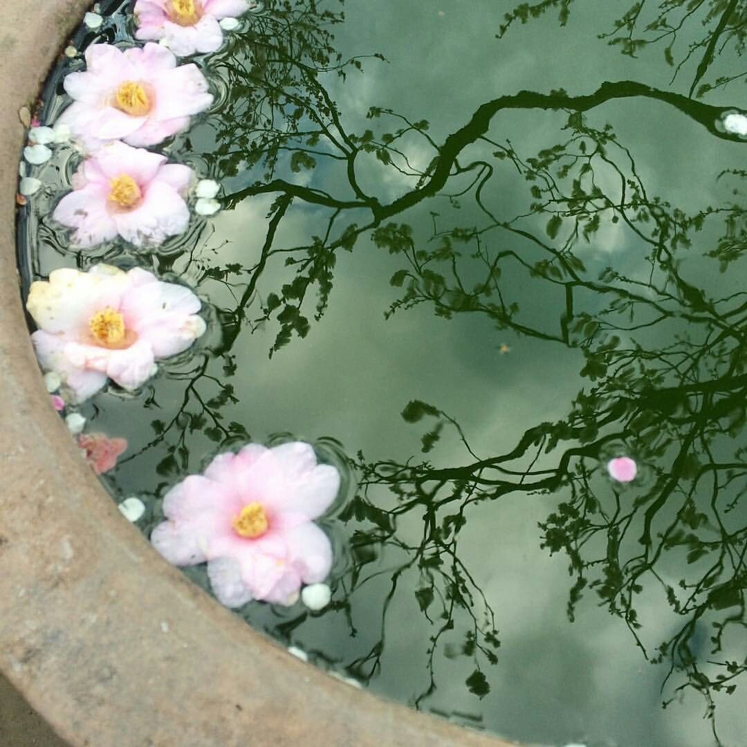 Цветы на воде (78 фото)