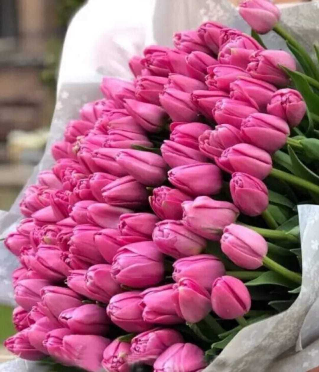 Розовые тюльпаны букет (82 фото)
