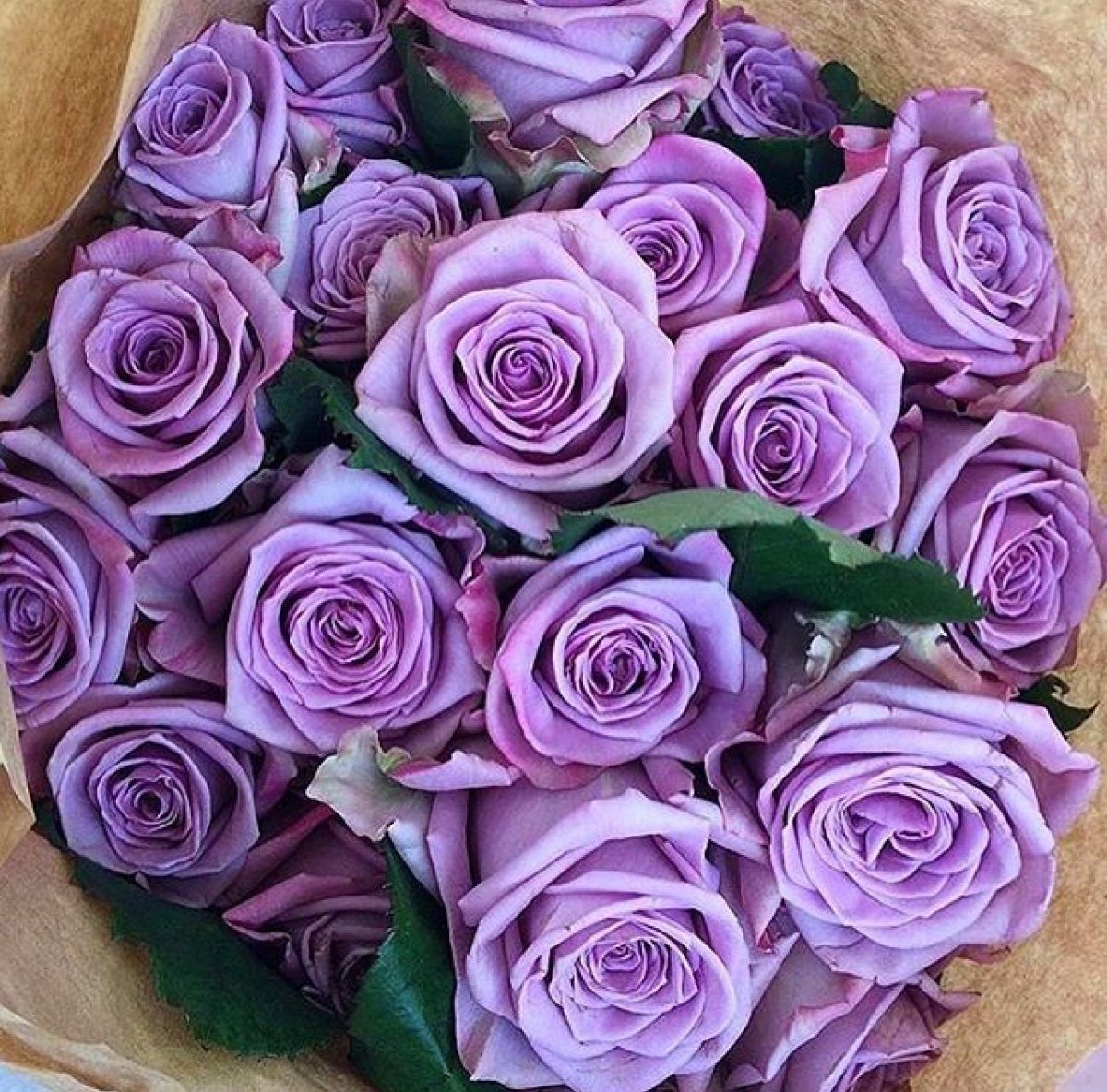Фиолетовые розы букет (81 фото)