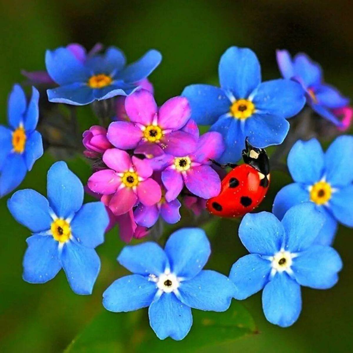Маленькие красивые цветы (78 фото)