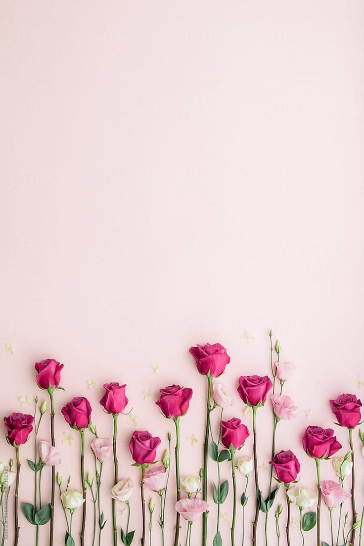 Цветок с розовыми цветами (72 фото)