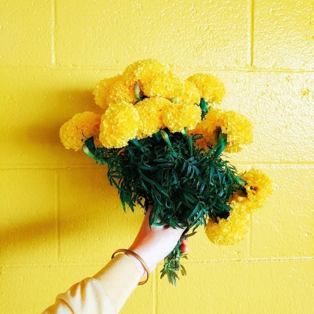 Желтые пушистые цветы (62 фото)