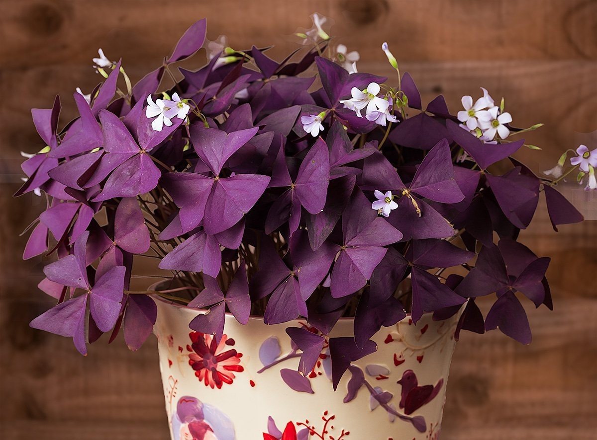 Цветы с фиолетовыми листьями (83 фото)