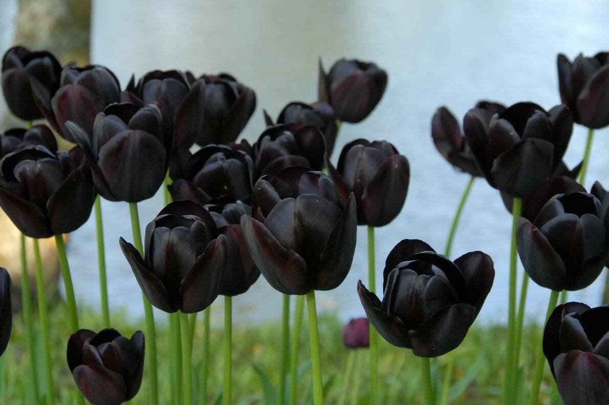 Черный тюльпан цветок (79 фото)