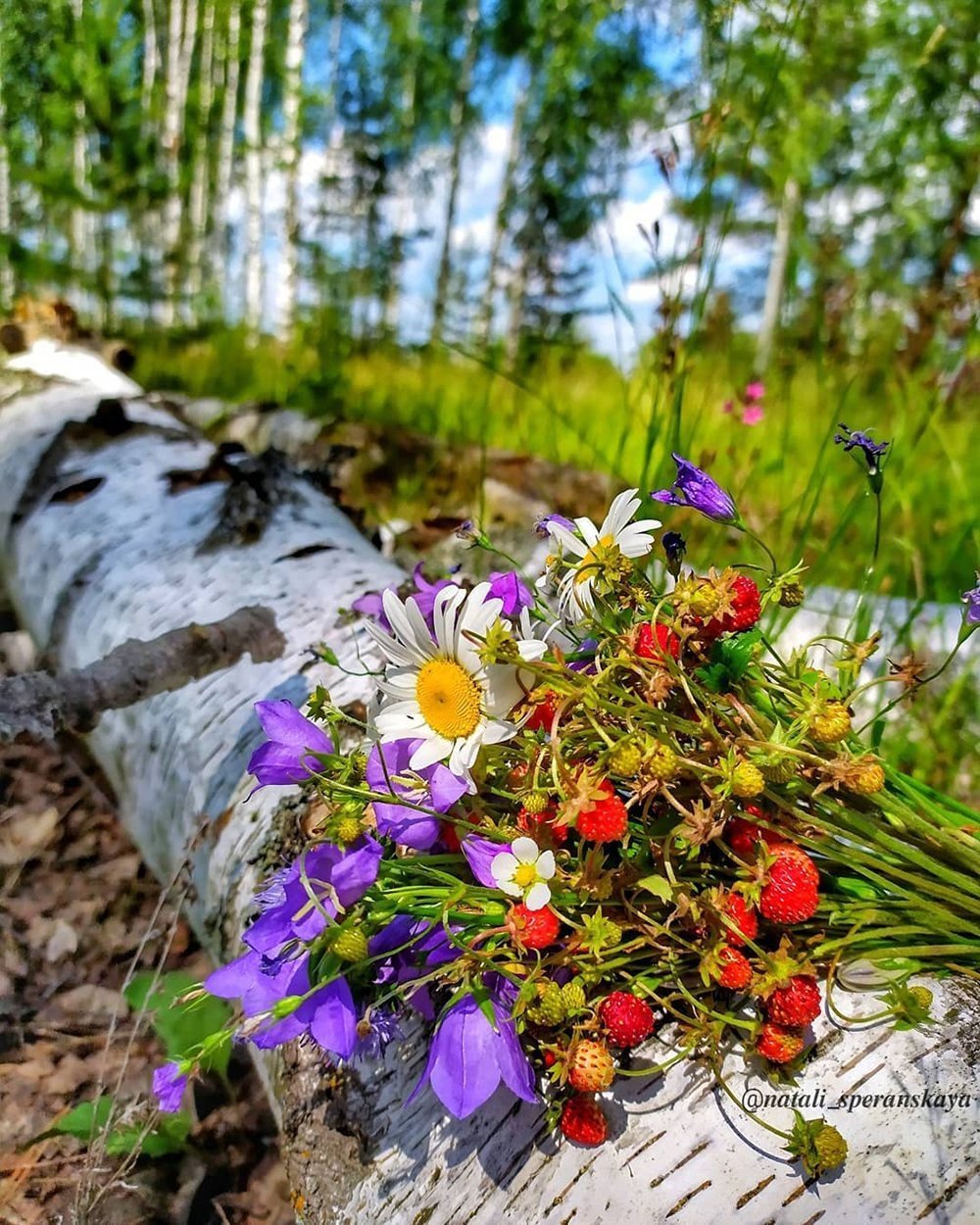 Лесные цветы ленинградской области (69 фото)