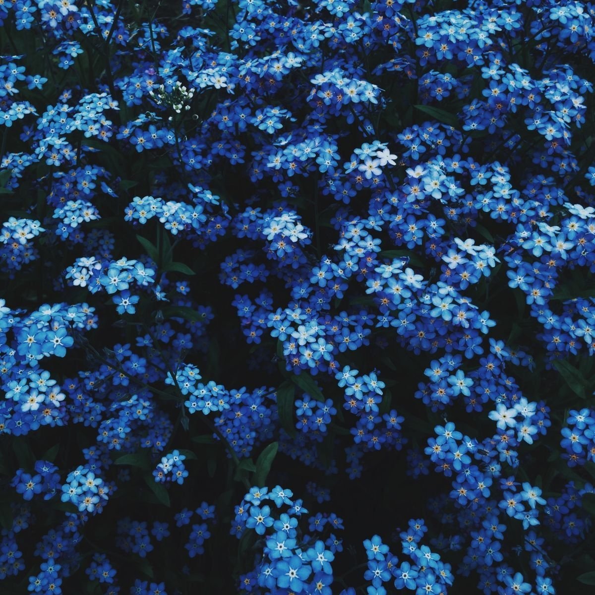 Темно синие цветы (85 фото)
