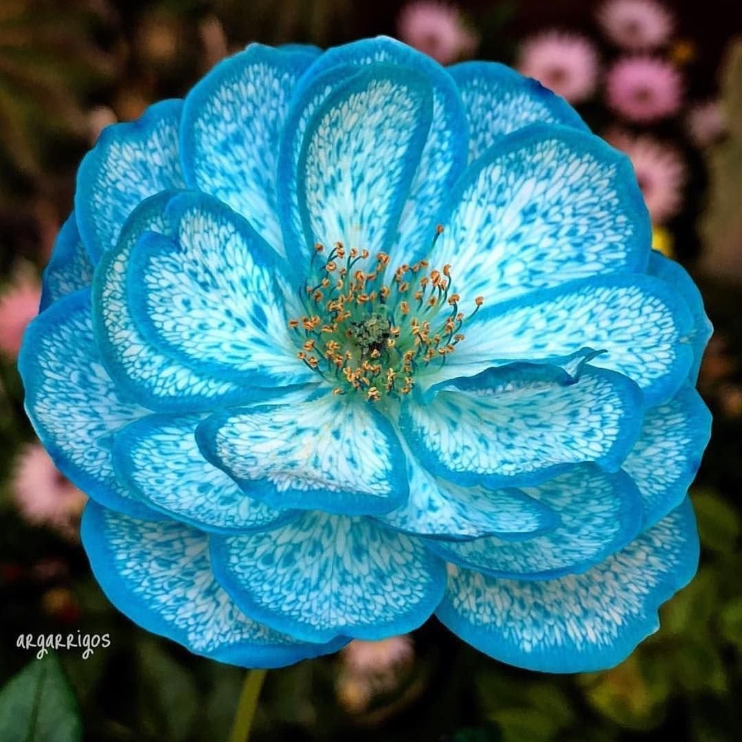 Самый редкий цветок на планете (84 фото)