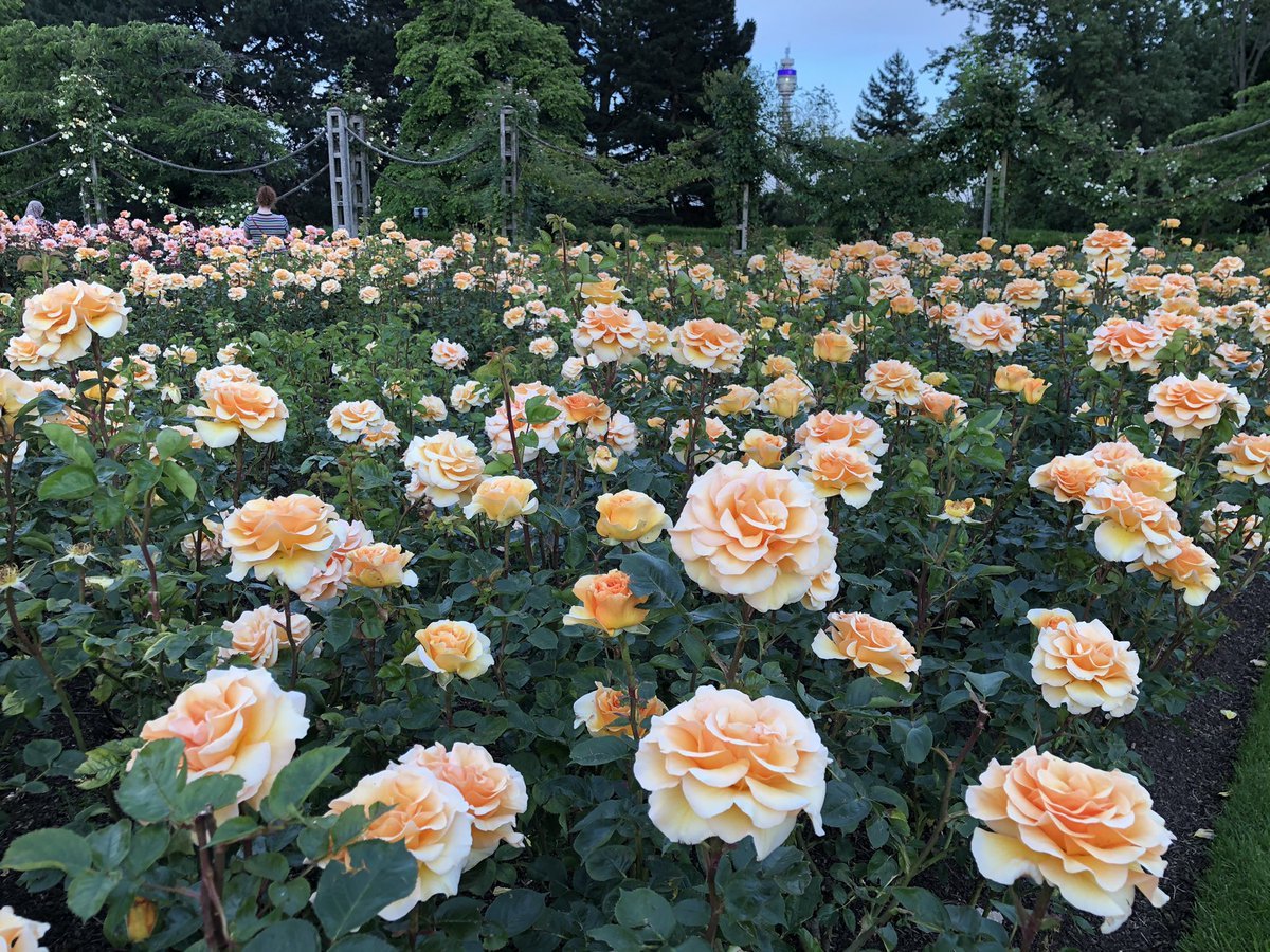 Роза ричмонд парк (63 фото)
