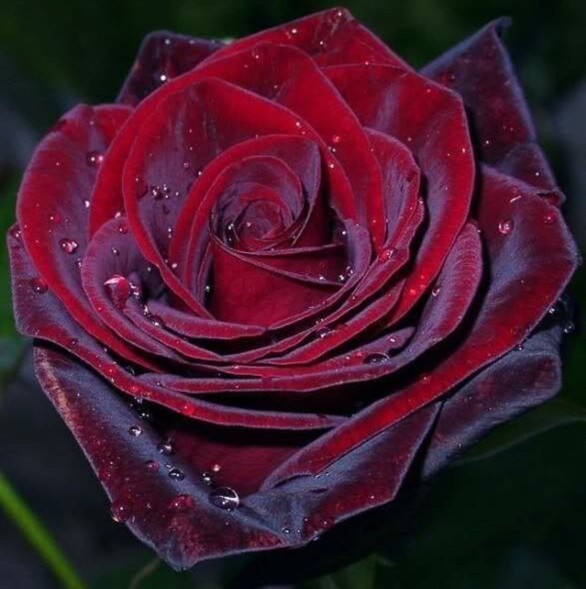 Красные бархатные розы (68 фото)