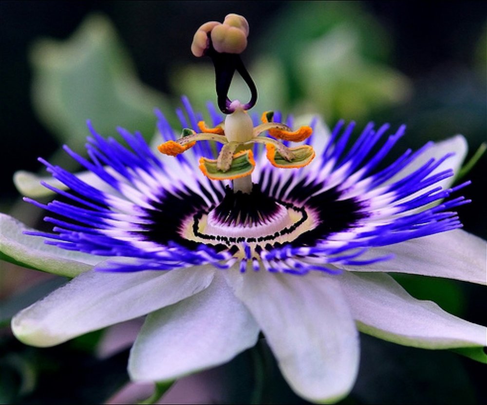 Самый красивый цветок в мире (85 фото)