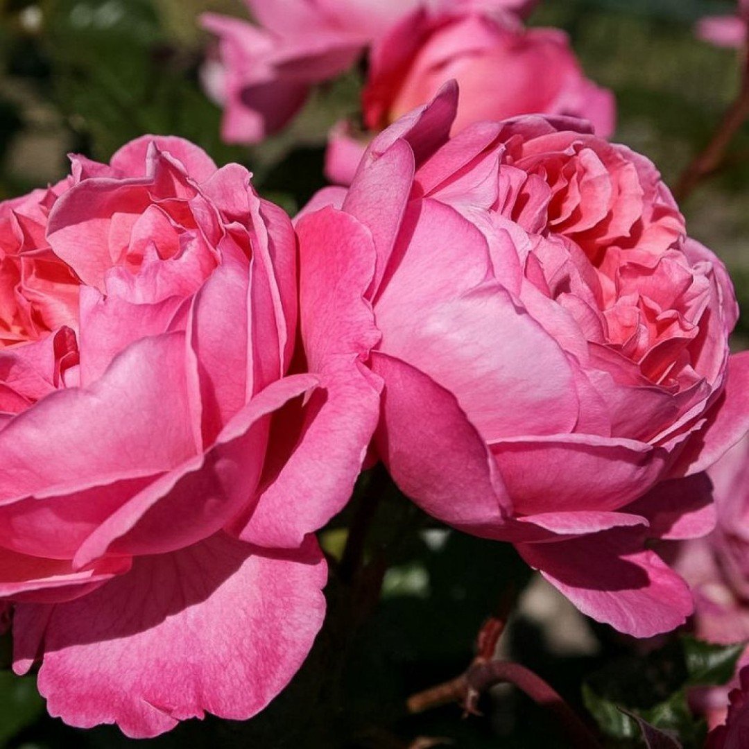 Роза кельнер флора (71 фото)