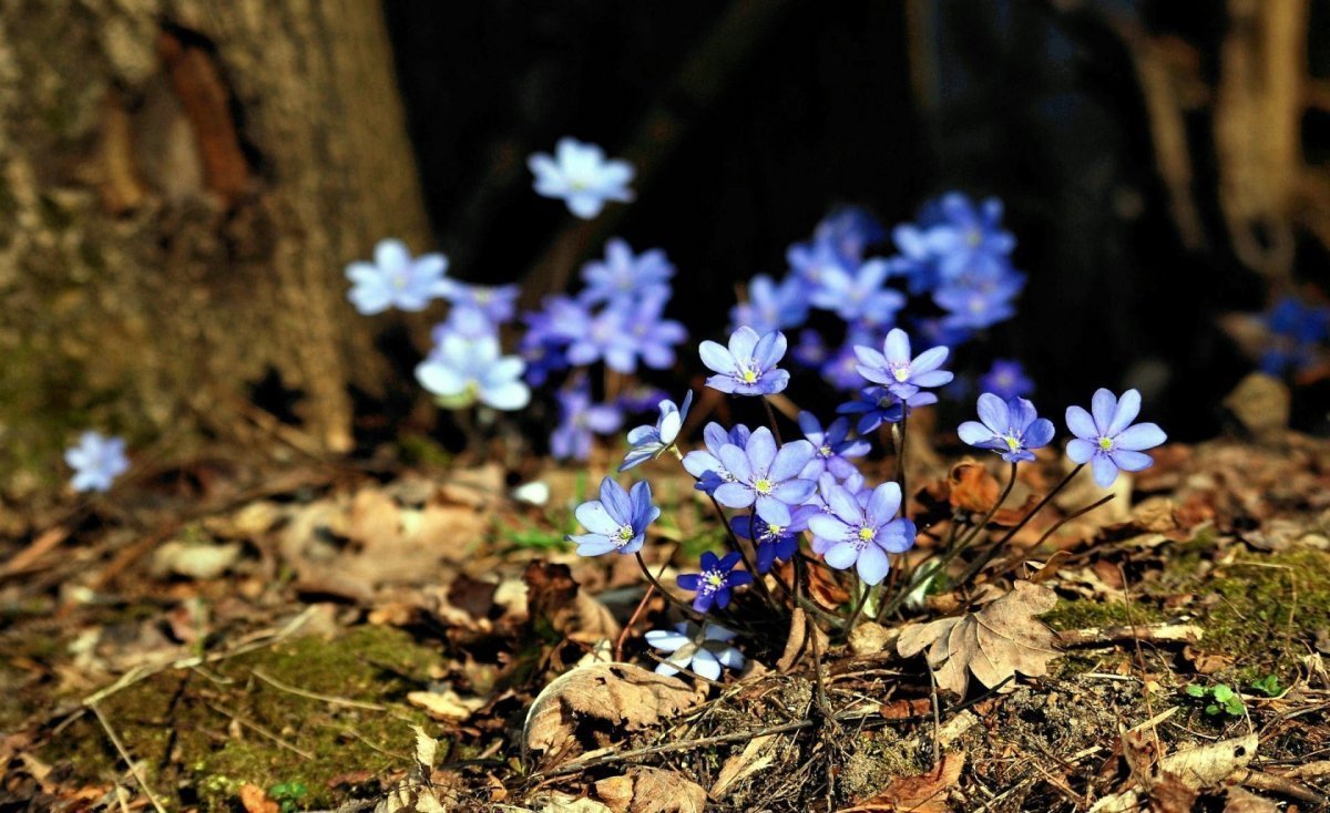 Весенние первоцветы в лесу (76 фото)