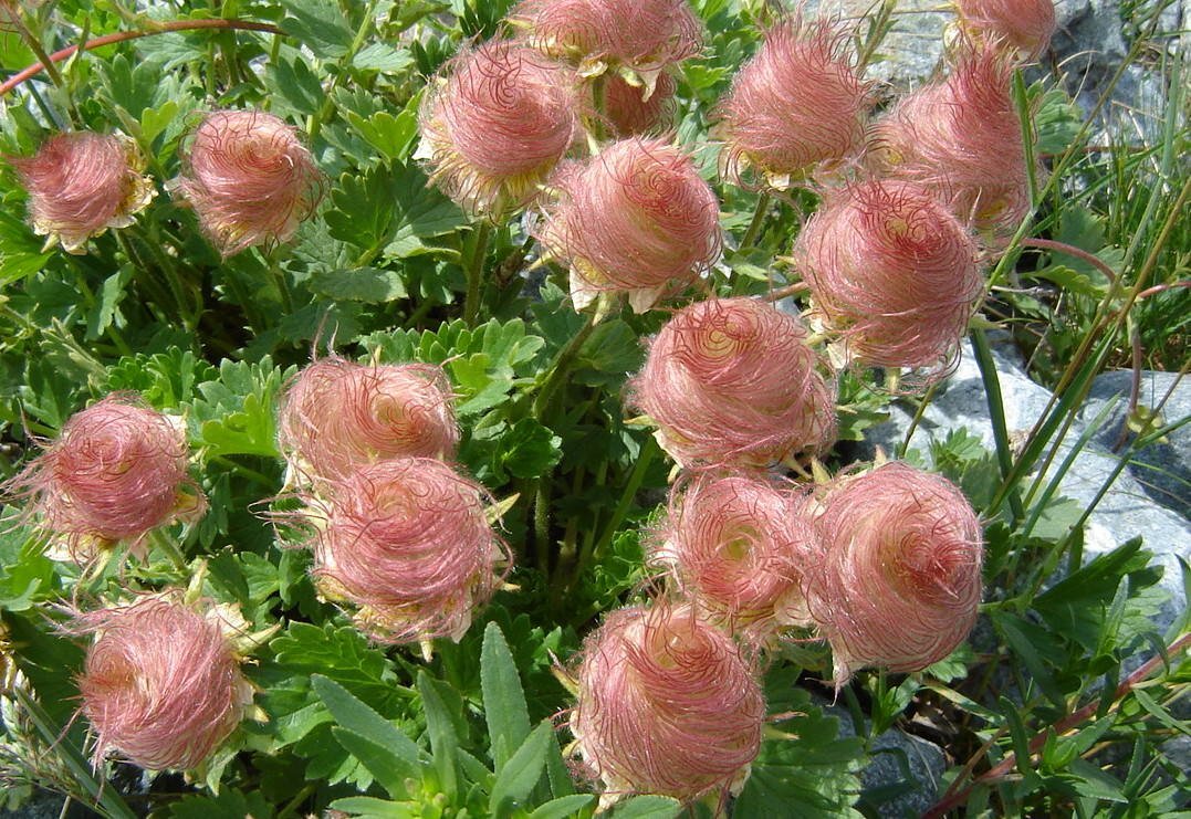 Саронская роза (83 фото)