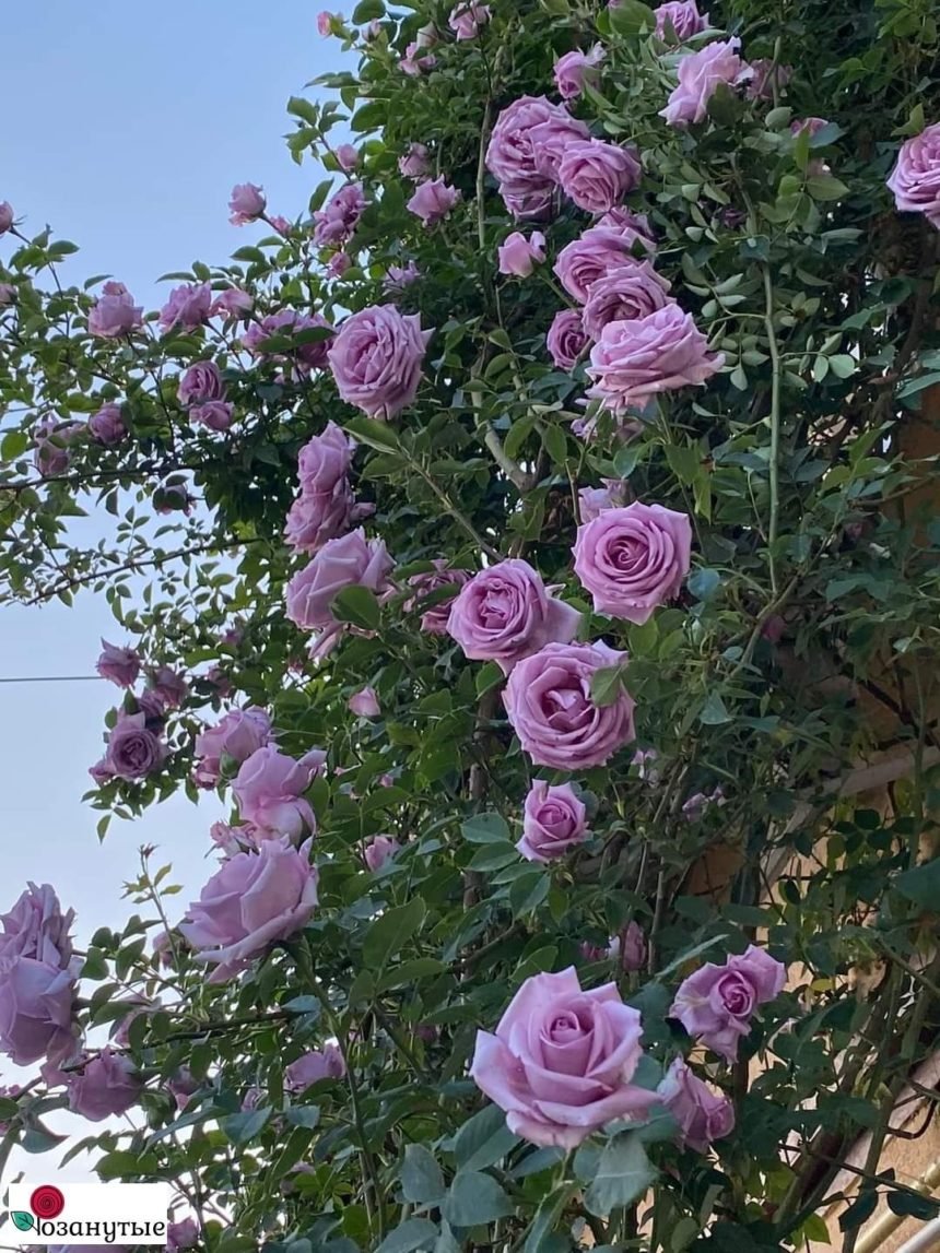 Роза инголетта (82 фото)