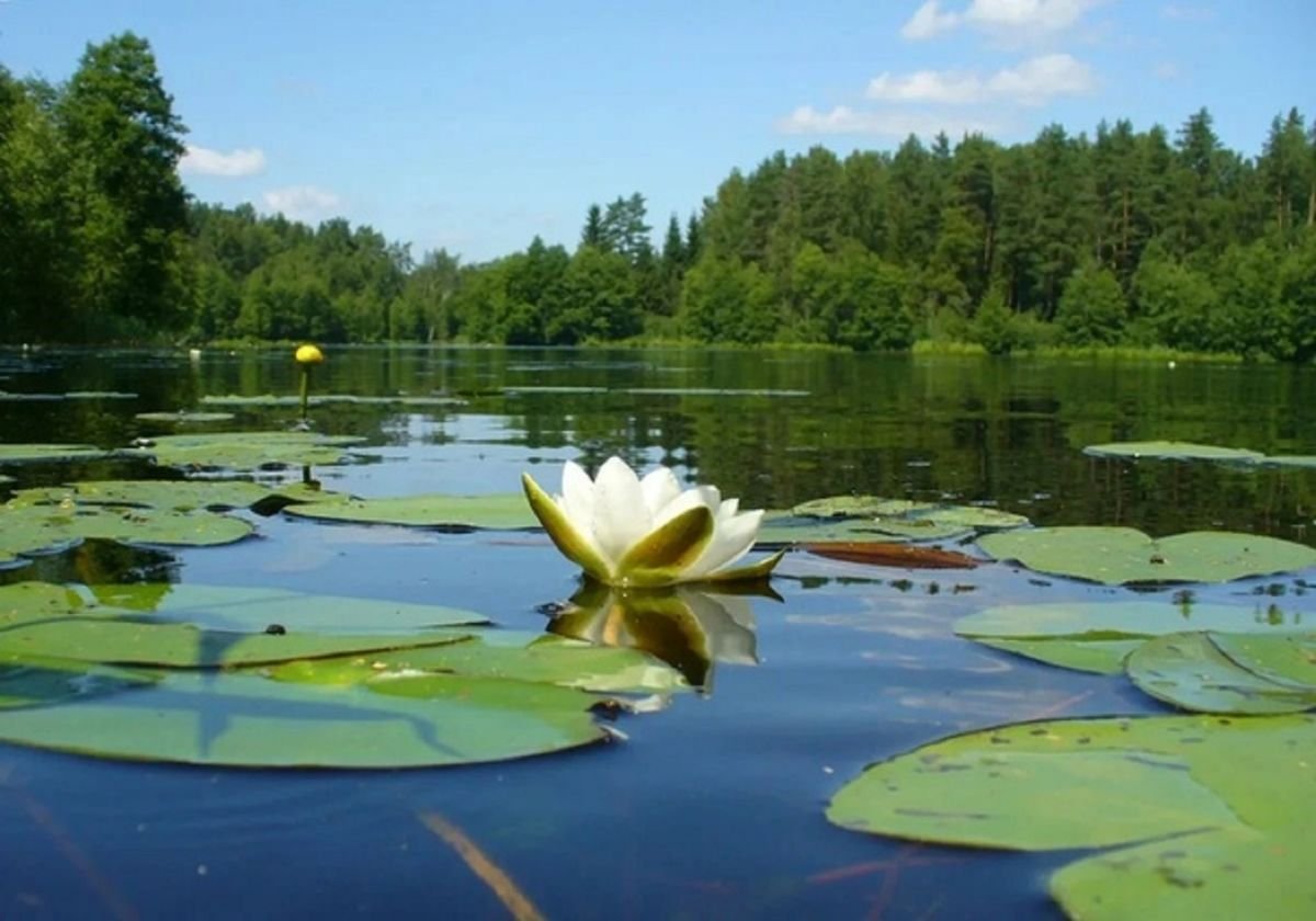 Озеро с кувшинками (70 фото)