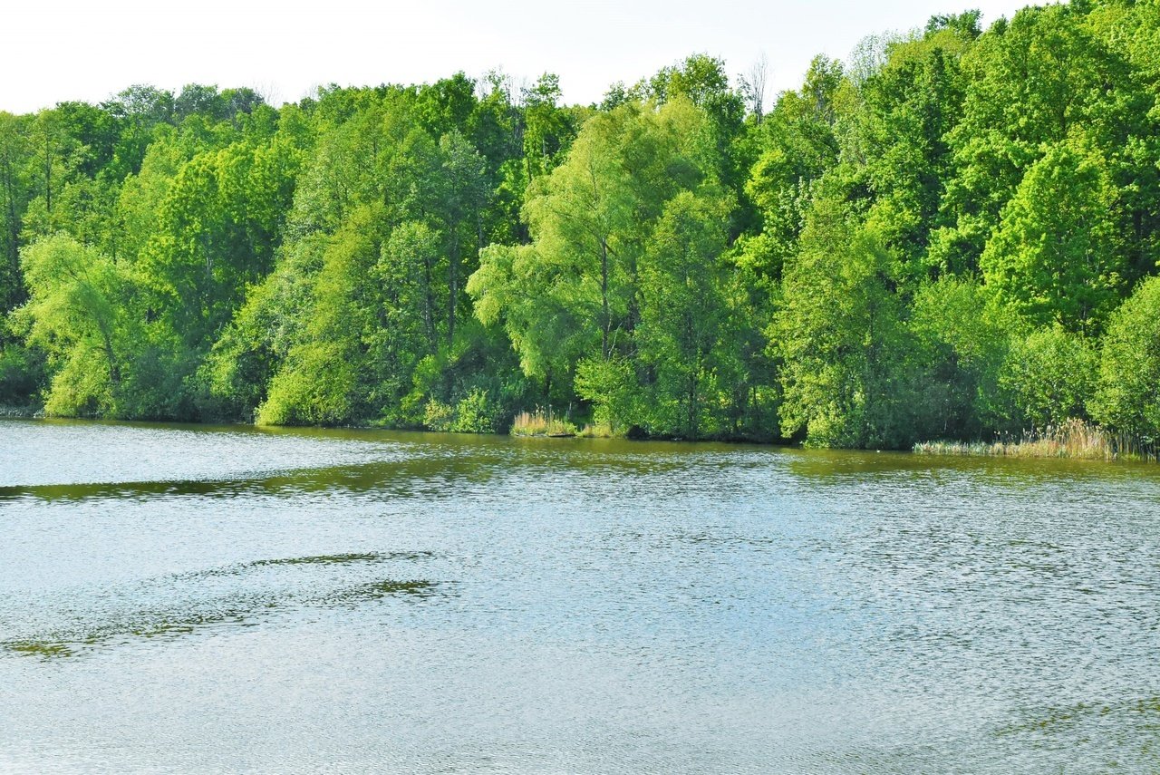 Зубово вода. Заревский пруд Мордовия. Пруд зеленая роща Саранск. Зелёная роща Саранск озеро. Лесное озеро Мордовия.