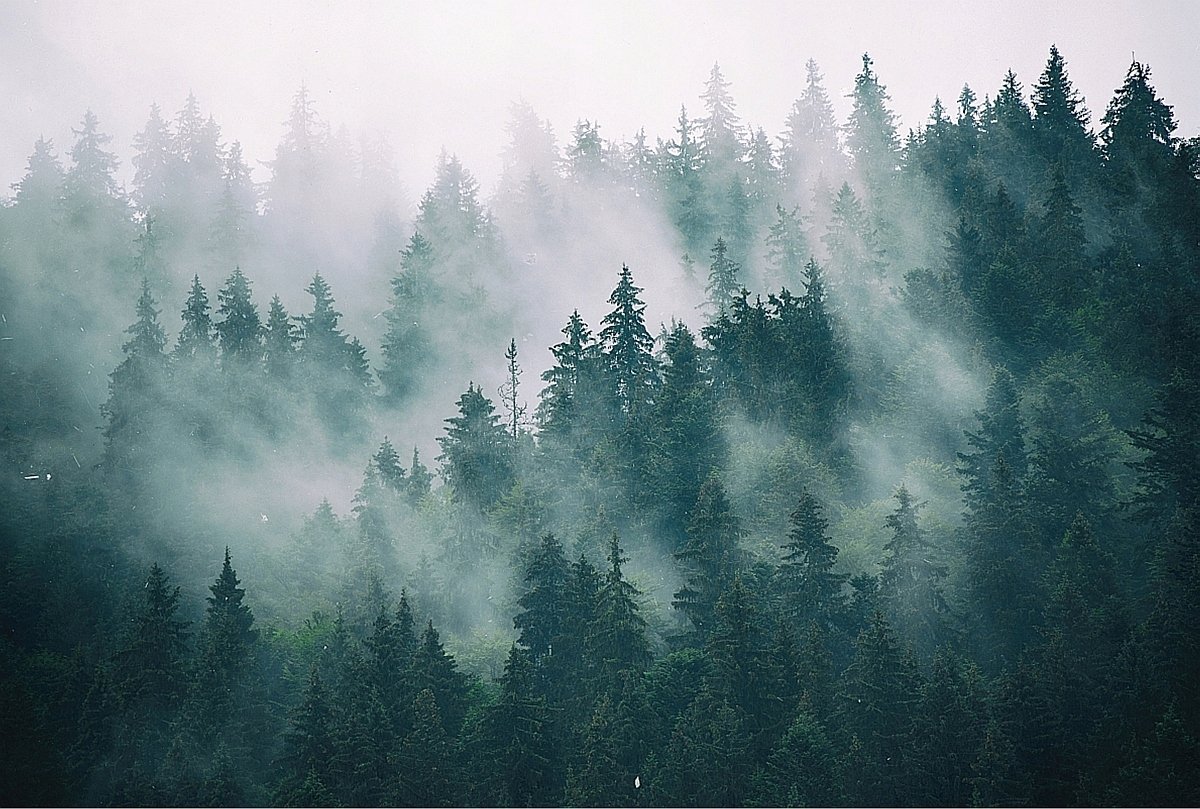 Туманный лес (57 фото)