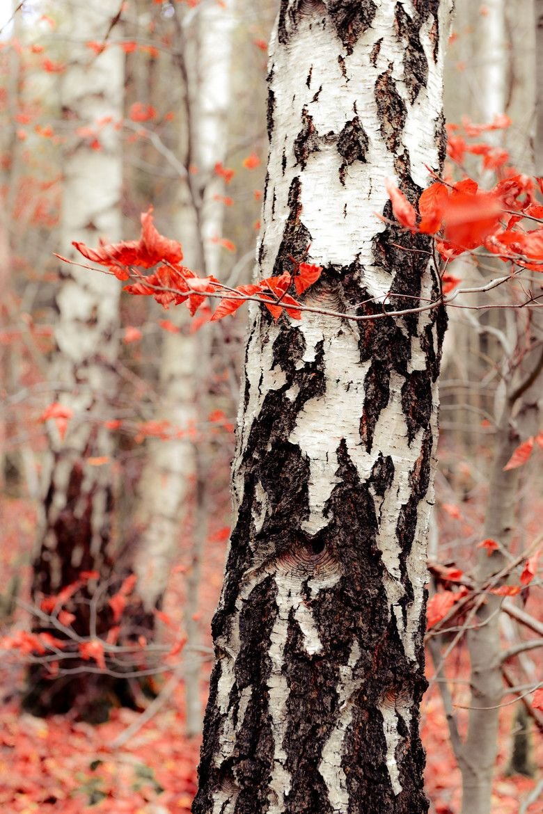 Береза с красными листьями (48 фото)