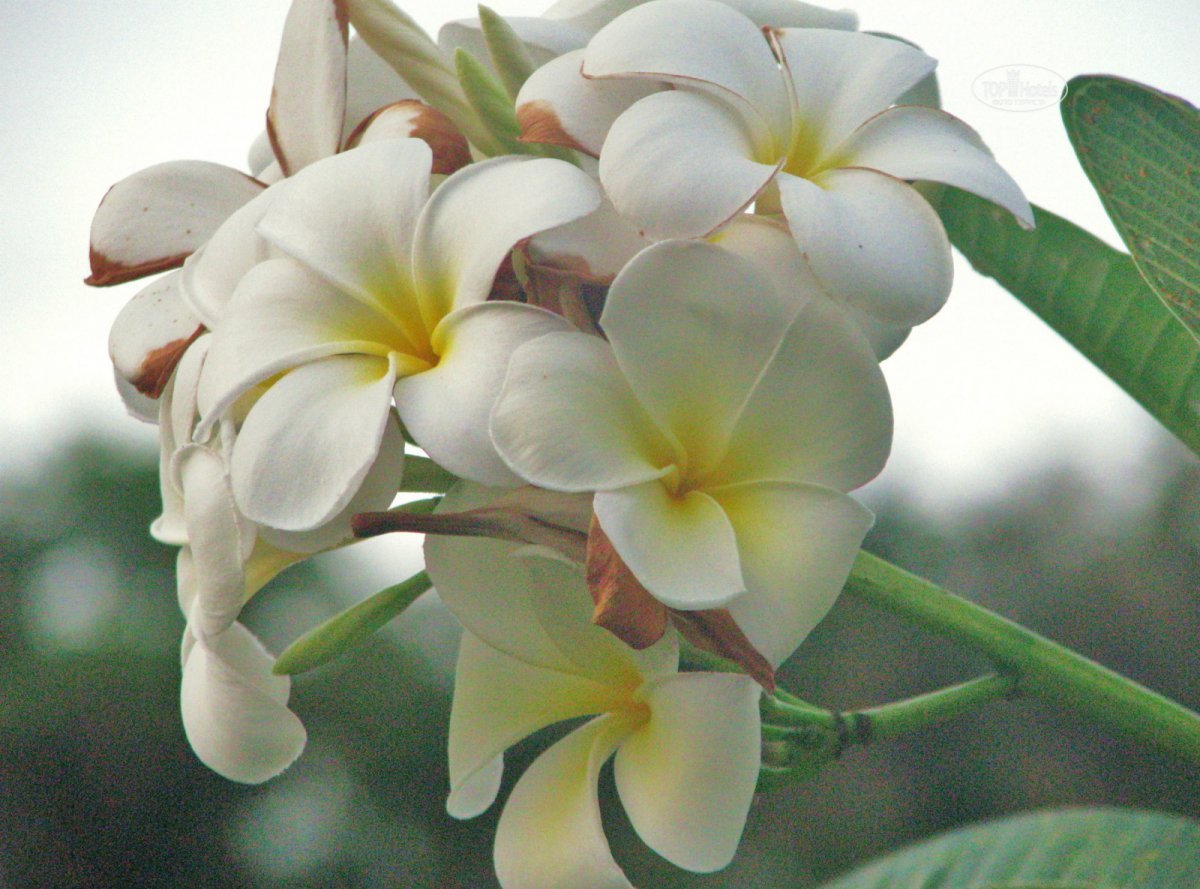 Дерево с белыми цветами в тайланде (68 фото)