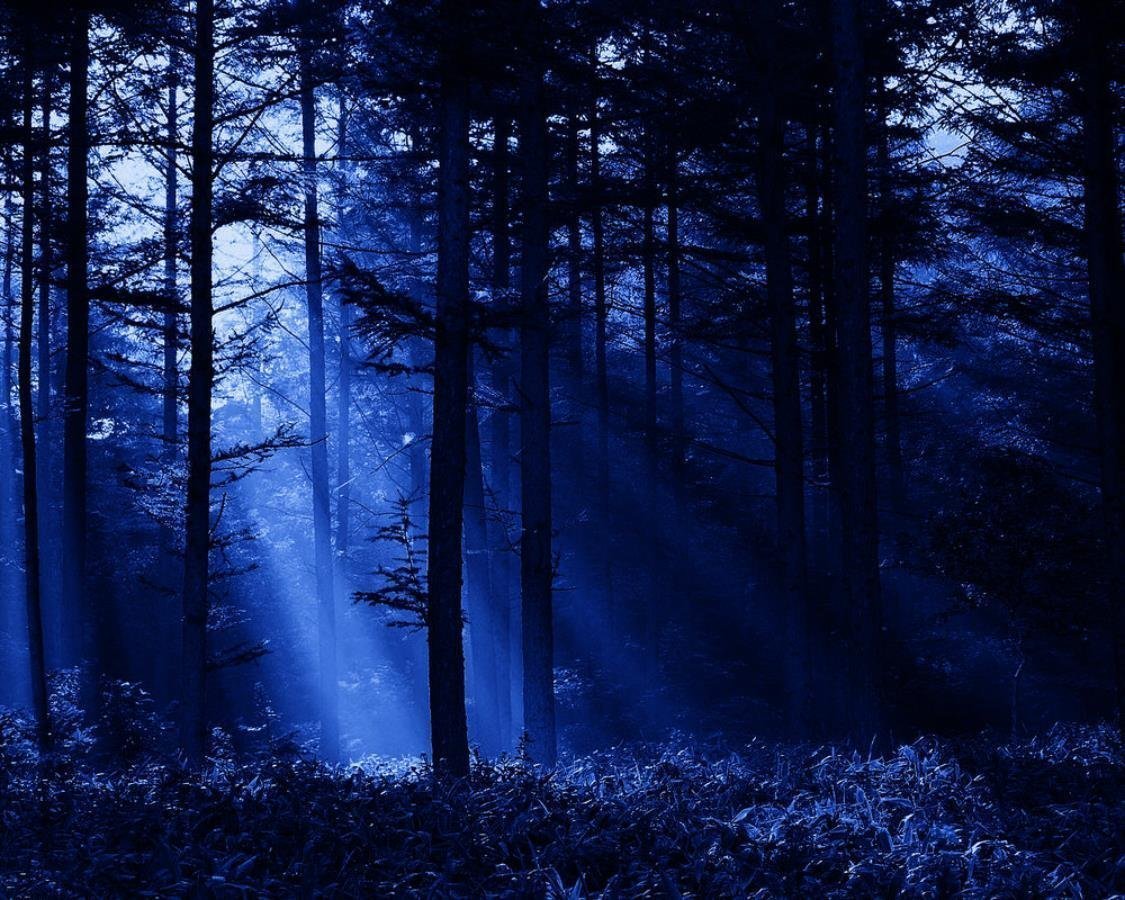 Ночной лес (65 фото)