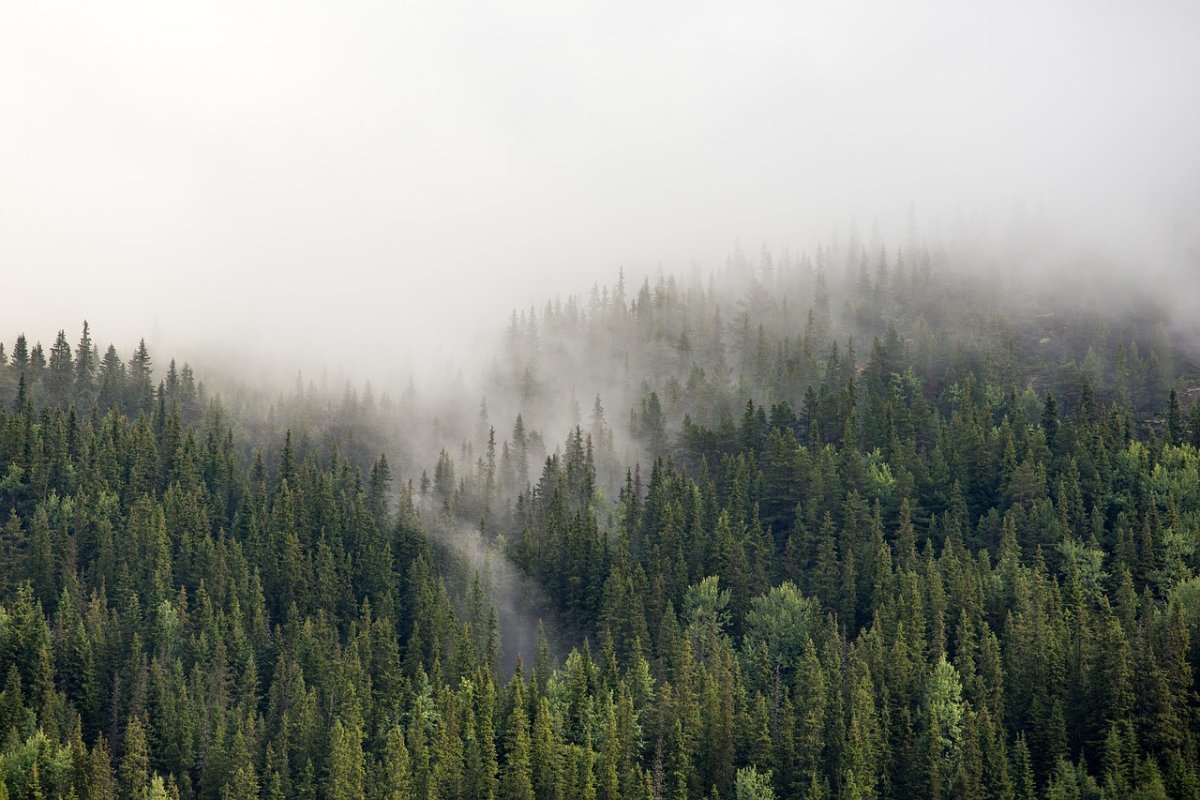 Сибирь лес (64 фото)