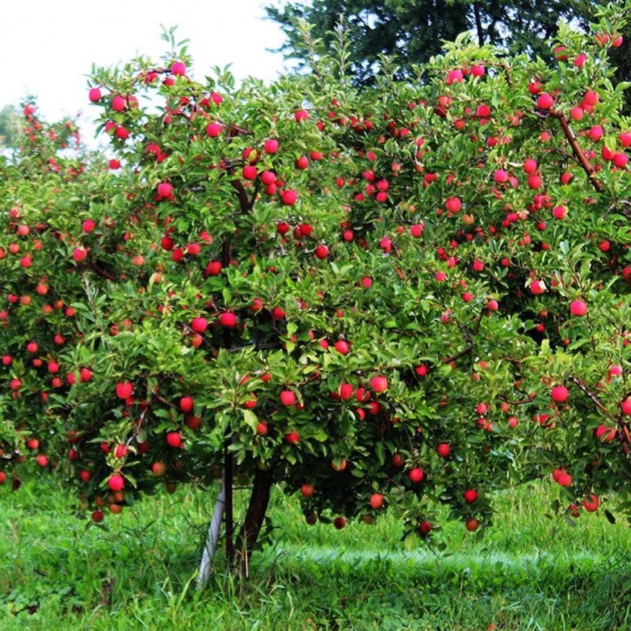 Карликовые плодовые деревья (66 фото)