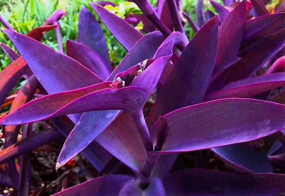 Цветок домашний с фиолетовыми листьями (65 фото)